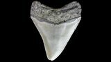 Bargain, Megalodon Tooth - North Carolina #76295-2